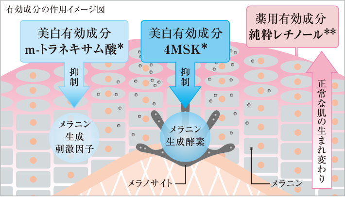 有効成分の作用イメージ図