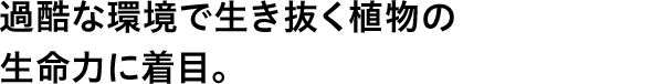 過酷な環境で生き抜く植物の生命力に着目。