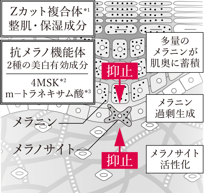 肌断面イメージ図