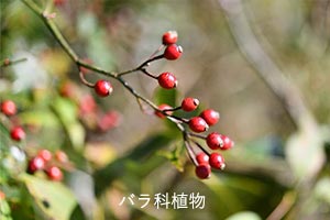 2種の美白有効成分 m-トラネキサム酸*1 4MSK*2