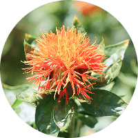紅花