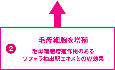 毛母細胞を増殖 毛母細胞増殖作用のあるソフォラ抽出駅エキスとのW効果