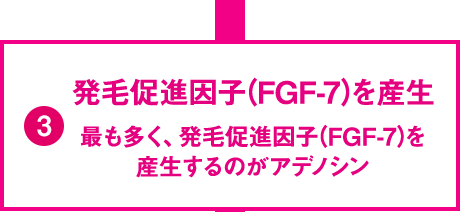 発毛促進因子（FGF-7）を産生 最も多く、発毛促進因子（FGF-7）を産生するのがアデノシン