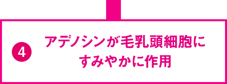 アデノシンが毛乳頭細胞にすみやかに作用