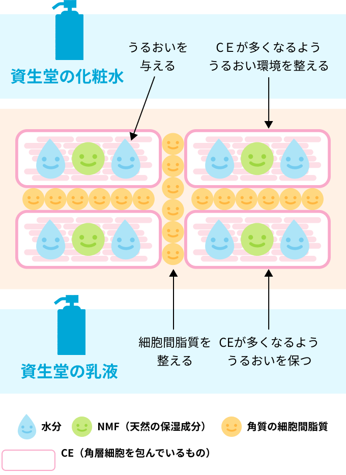 資生堂の化粧水 うるおいを与える CＥが多くなるよう うるおい環境を整える 資生堂の乳液 細胞間脂質を整える CEが多くなるよう うるおいを保つ CE（角層細胞を包んでいるもの）