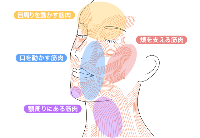 目周りを動かす筋肉 口を動かす筋肉 顎周りにある筋肉 頬を支える筋肉