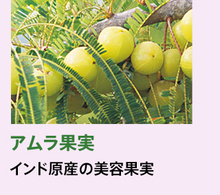 アムラ果実。インド原産の美容果実