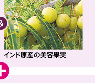 インド原産の美容果実