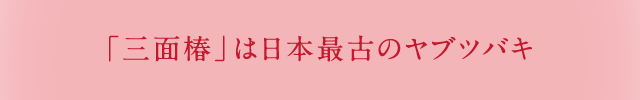 「三面椿」は日本最古のヤブツバキ