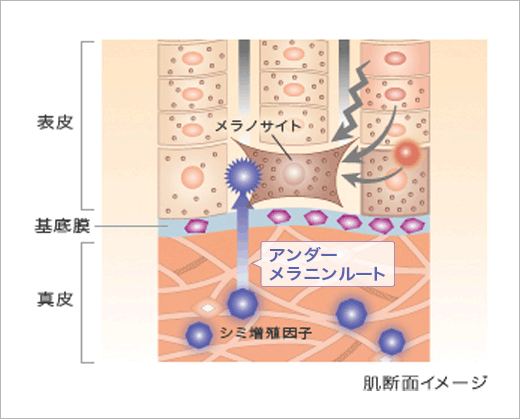 イメージ画像