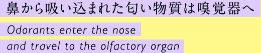 鼻から吸い込まれた匂い物質は嗅覚器へ Odorants enter the nose and travel to the olfactory organ