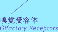 嗅覚受容体 Olfactory Receptors