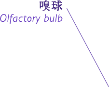 嗅球 Olfactory bulb