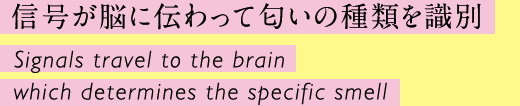 信号が脳に伝わって匂いの種類を識別 Signals travel to the brain which determines the specific smell
