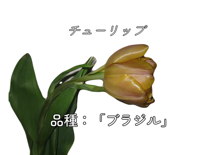 品種： 「ブラジル」と記されたチューリップの写真
