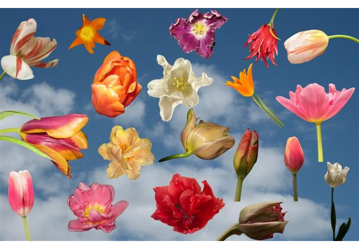 色、フォルム、咲き方がさまざまなチューリップが並ぶ写真