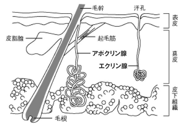 エクリン腺とアポクリン腺のイメージ図