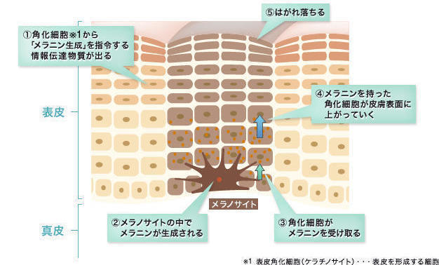 そばかす・シミができる仕組み