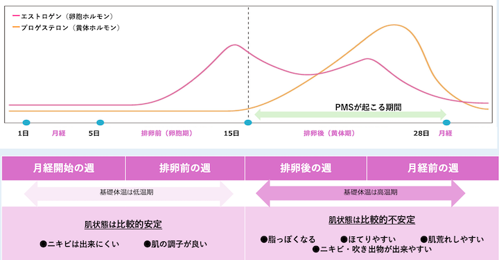 月経があるとホルモンバランスの影響で肌は約2週ごとに変化する