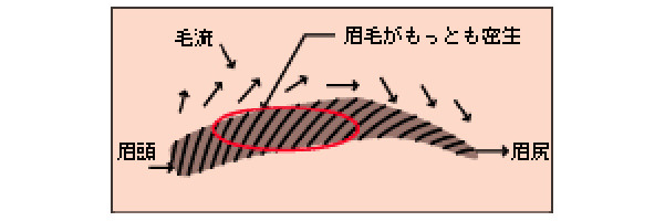 男性のための美容辞典 眉の整え方 徹底解説 美容の情報 ワタシプラス 資生堂