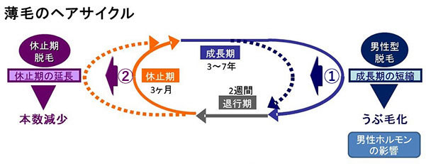 √完了しました！ 男性ホルモン 多い 特徴 249234男性ホルモン 多い 特徴 女