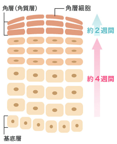 ターンオーバー