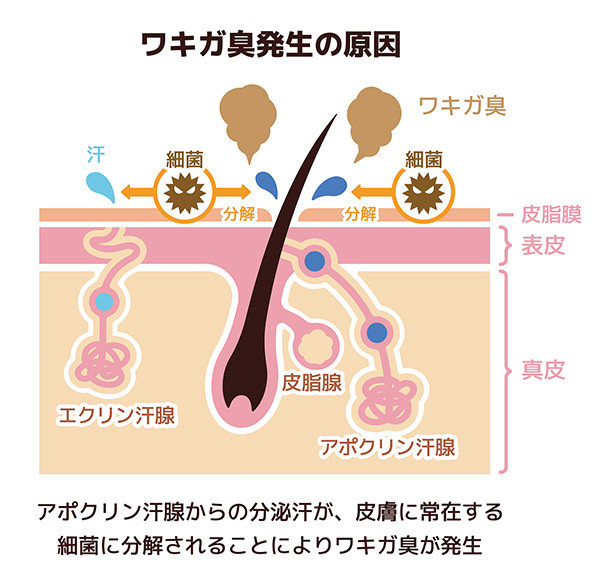 脇 の 匂い