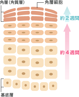 乾燥小じわはなぜできる？