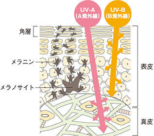 1. 紫外線の基礎知識