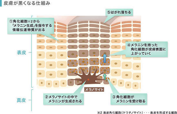 肌が黒くなる仕組み