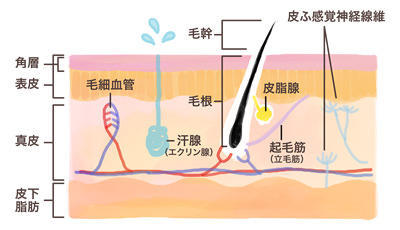 「皮膚」の構造とは？