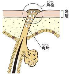 毛穴の開きはなぜ起こる 毛穴が目立つ肌を引きしめる方法 おすすめアイテム 美容の情報 ワタシプラス 資生堂