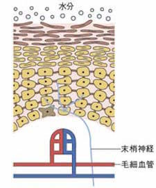 敏感肌のイメージ図