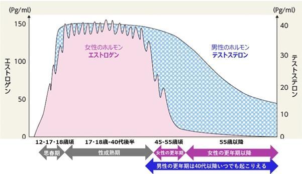 「女性ホルモン」ってそもそも何？