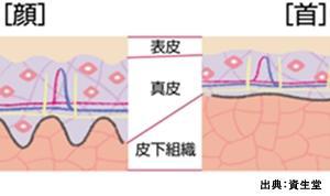 首やデコルテの特徴とは？