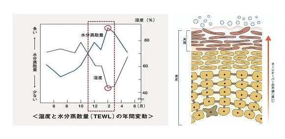 年度別の湿度と水分蒸散量の変動、肌断面図のイラスト