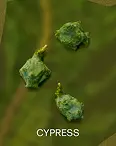 CYPRESS