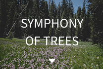 SYMPHONY OF TREES