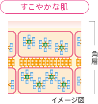 すこやかな肌