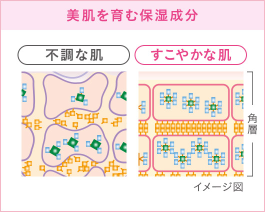 美肌を育む保湿成分