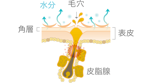 水分毛穴表皮角層皮脂腺