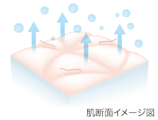 肌断面イメージ図