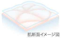肌断面イメージ図