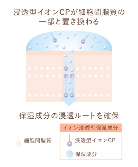 図：浸透型イオンCPが細胞間脂質の一部と置き換わる→保湿成分の浸透ルートを確保