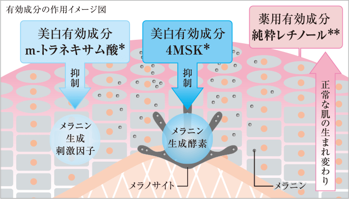 有効成分の作用イメージ図