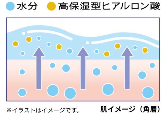 肌イメージ（角層）