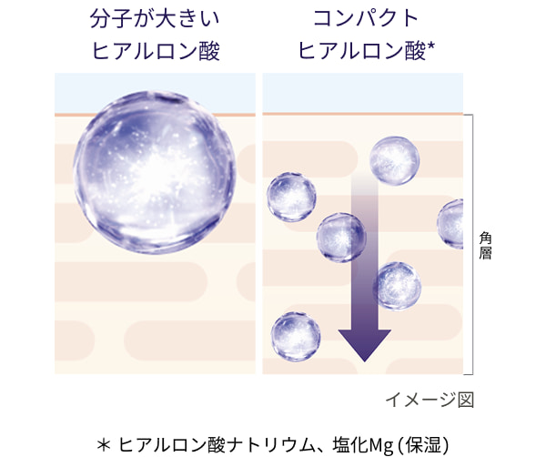 分子が大きいヒアルロン酸 コンパクトヒアルロン酸* *ヒアルロン酸ナトリウム、塩化Mg（保湿）